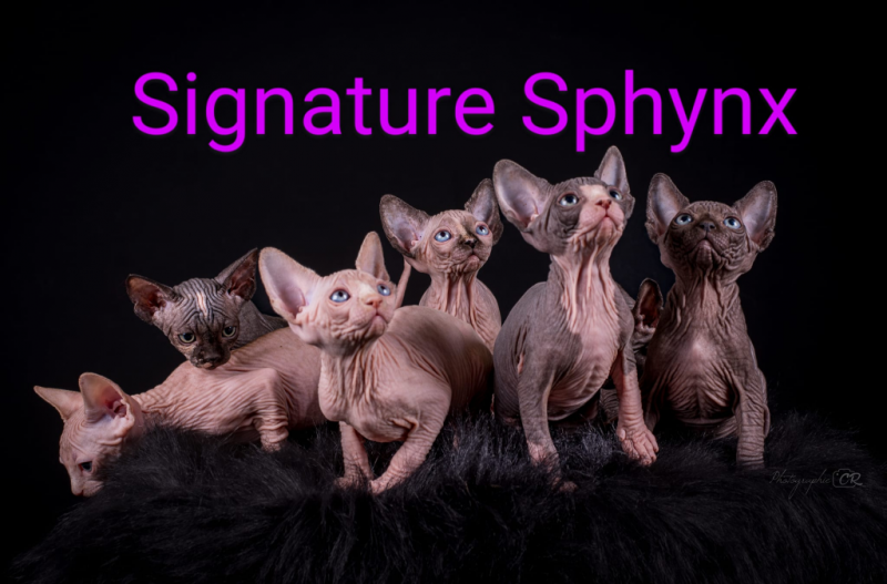 Chatterie Signature Sphynx