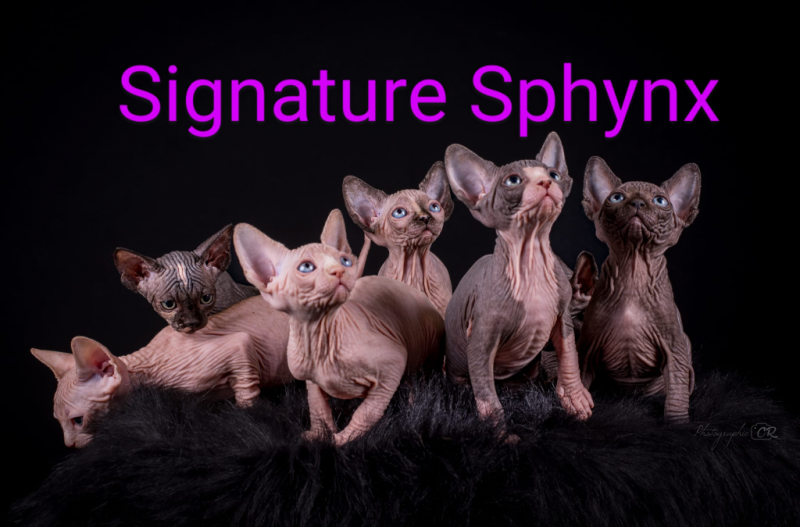 Chatterie Signature Sphynx Cattery