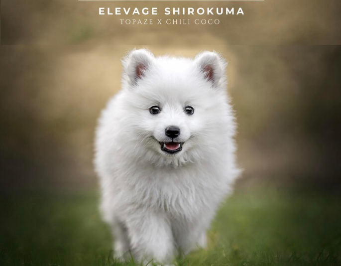 Elevage Shirokuma - Spitz Japonais
