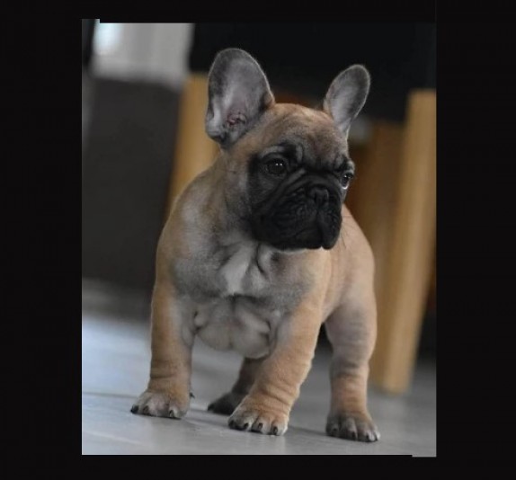 Breeder LaChristina Bouledogue Francais