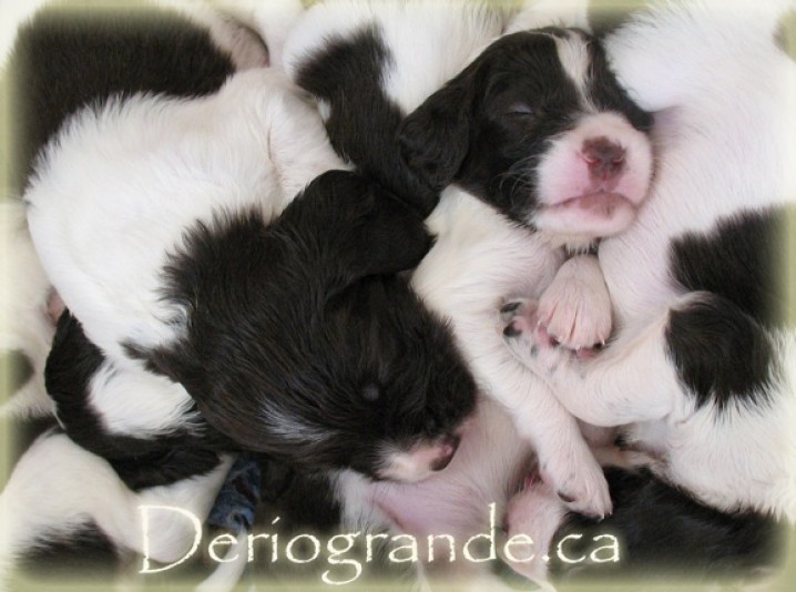 French Spaniel Derio Grande Breeder