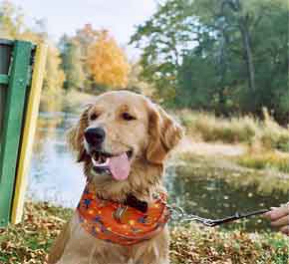 Golden-Retriever Chenil Dicha Breeder