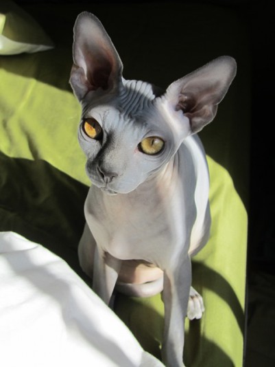 4 Sphynx Cattery