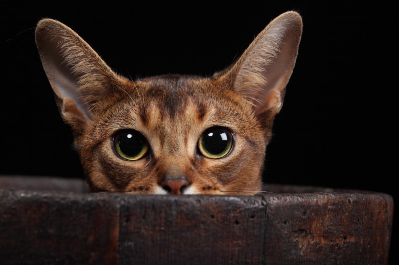 Abyssinian Carat Cattery