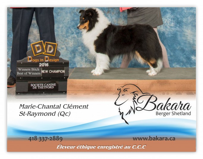 Bakara Shetland Sheepdog