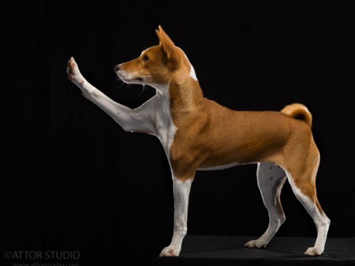 Basenji Josabry Breeder