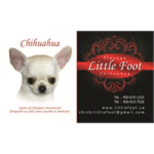Élevage Little Foot Chihuahua