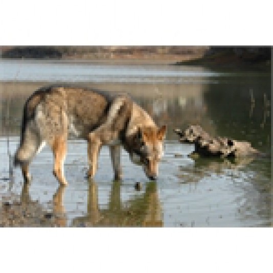 Czechoslovakian wolf dog Orel Ochrana Breeder