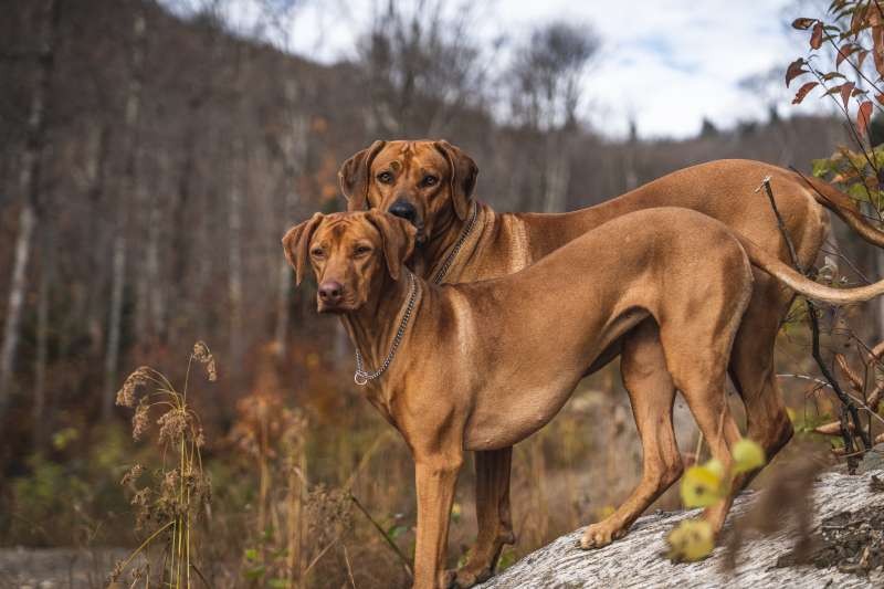 Crête du Nord Rhodesian Ridgeback Breeder