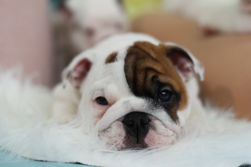 Pasha Bulldogs Breeder