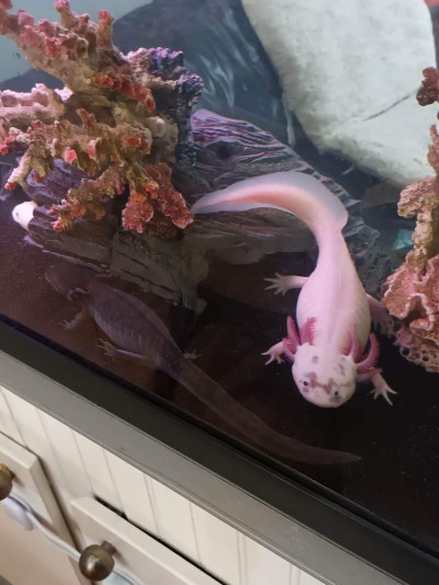 Mon monde aquatique/Axolotls