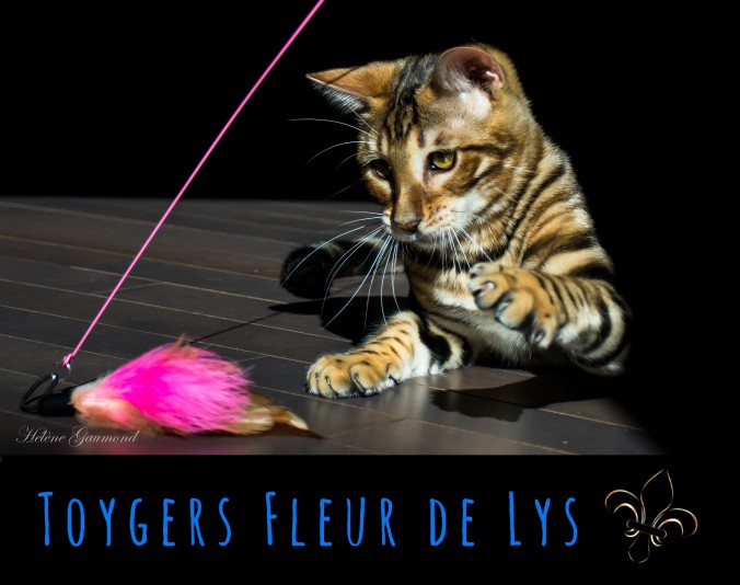 Toygers Fleur de Lys Cattery