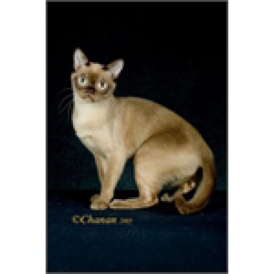 Burmania Burmese Cattery