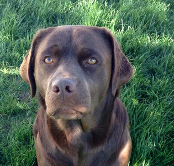 Labrador Retriever Meldoulabs Breeder