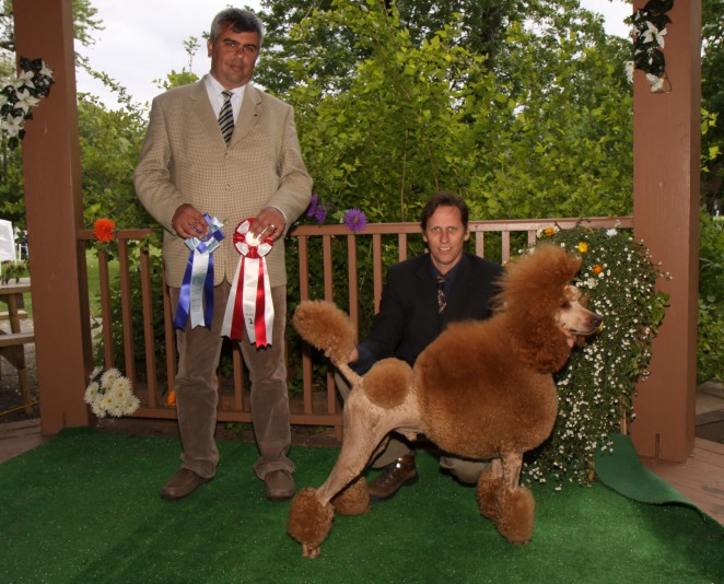 Les Elfes Royal de Standard Poodle (Royal)