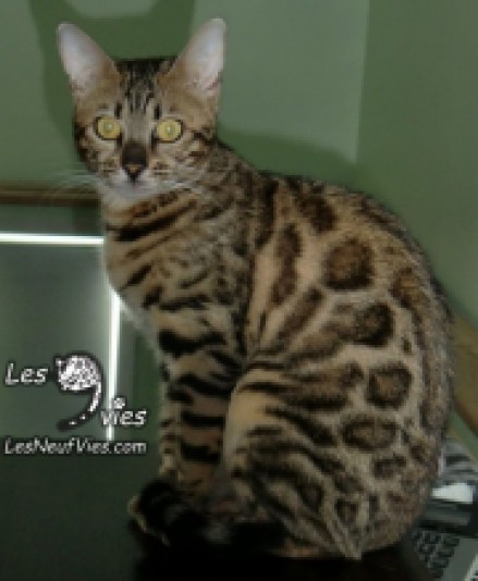 Cattery Les Neuf Vies Bengal