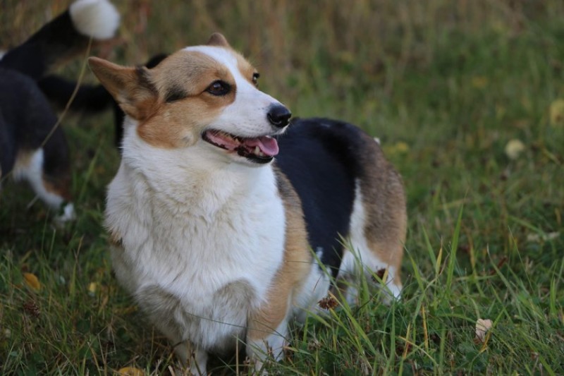 Butt on Pembroke welsh corgis breeder