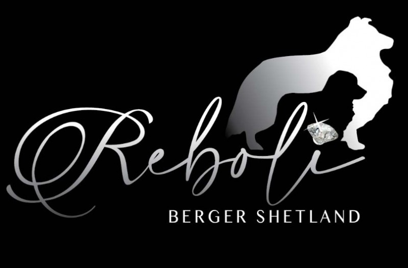 Reboli Berger Shetland Breeder