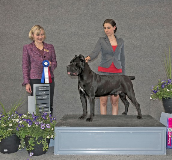 Diva Cane Corso Breeder