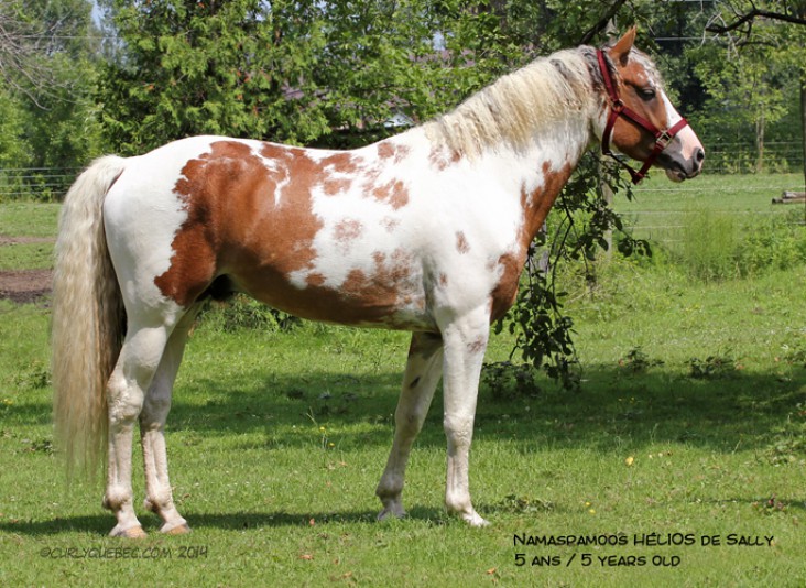 Ranch Namaspamoos American Bashkir Curly Stable