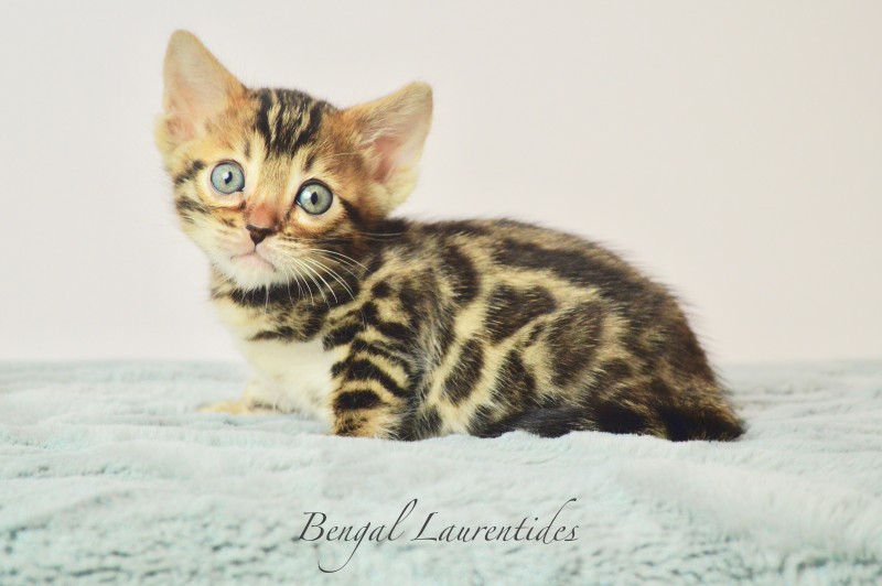 Chatterie Bengal Laurentides