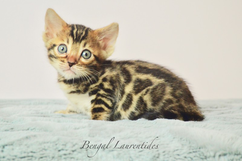 Bengal Laurentides Cattery