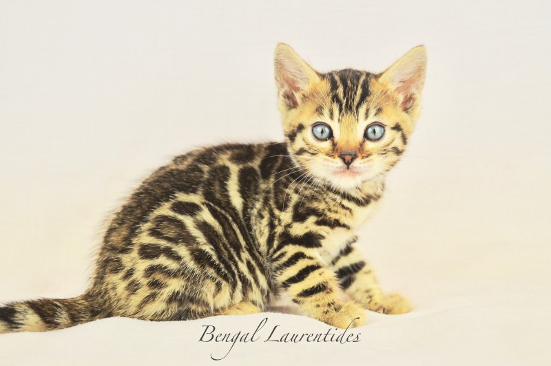 Bengal Laurentides Cattery