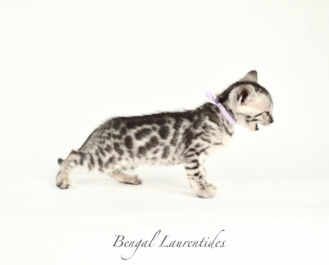 Bengal Laurentides Cattery