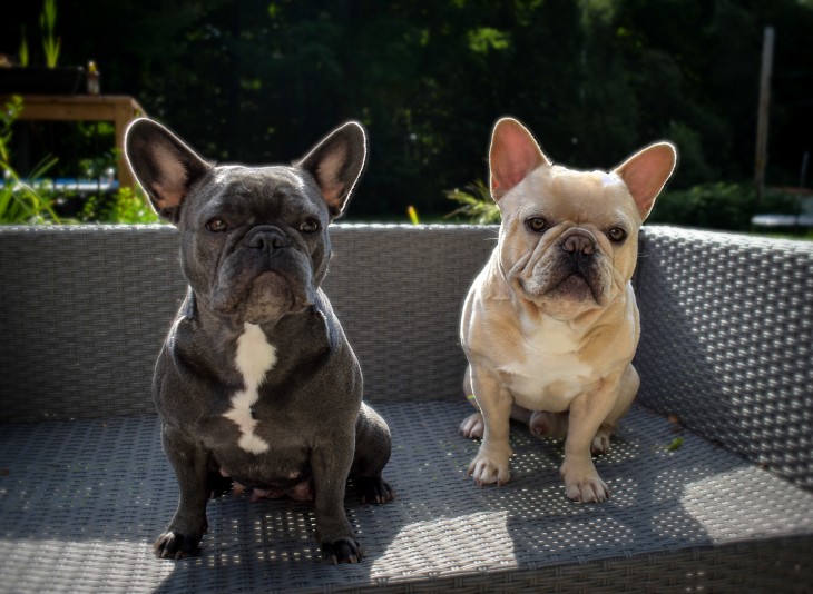 Frenchie & Co. -  French Bulldog Breeder