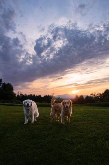 Élevage Golden Hour Breeder