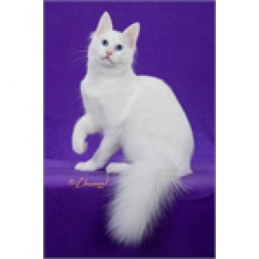 Turkish Angora M & D Beaudry Cattery