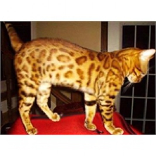 Firestar Bengals Cattery