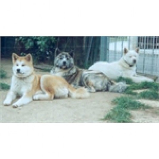 Akita-Inu Kirena-Inu Breeder