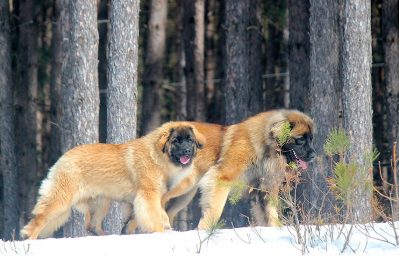 Elevage Corleone Leonberger