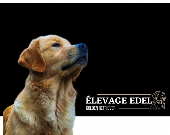 Élevage Edel Golden Retriever