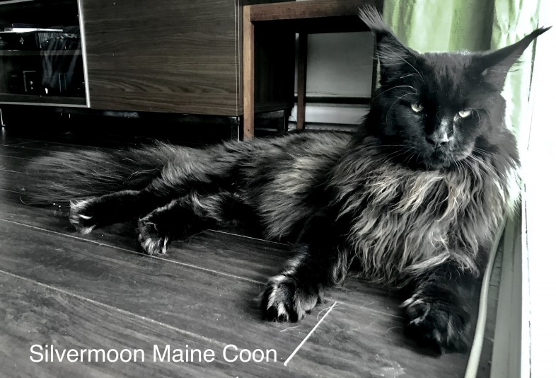 Silvermoon Maine Coon Cattery