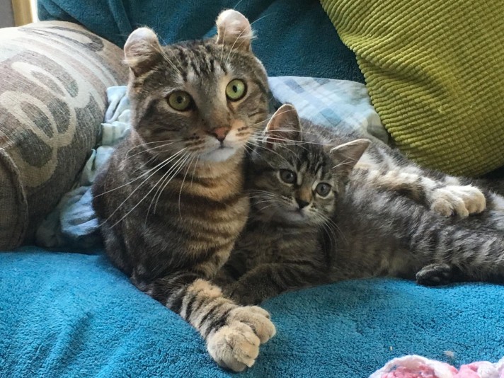 Chatterie CaLynx - Highland Lynx Cattery