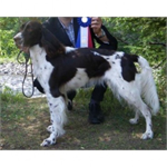 French Spaniel de la Sauvagine Breeder