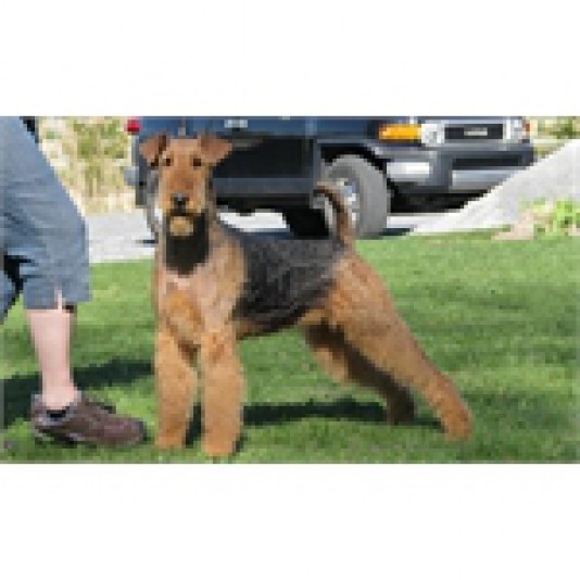 Airedale Kana Haus Breeder