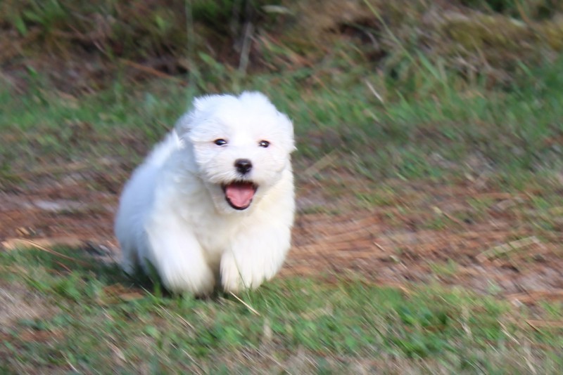 Cotton Tulear d'Aquitaine Breeder