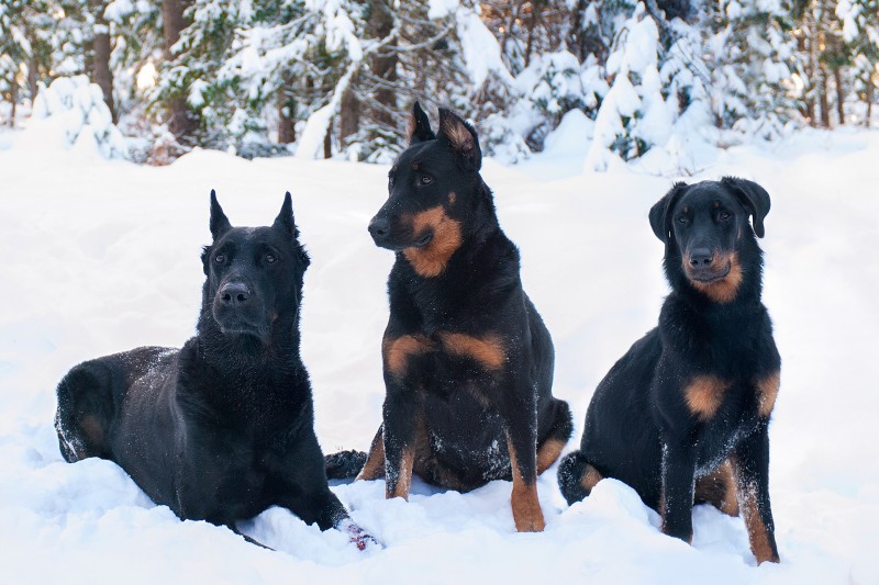 Berger de Beauce du Sixieme Sens Breeder