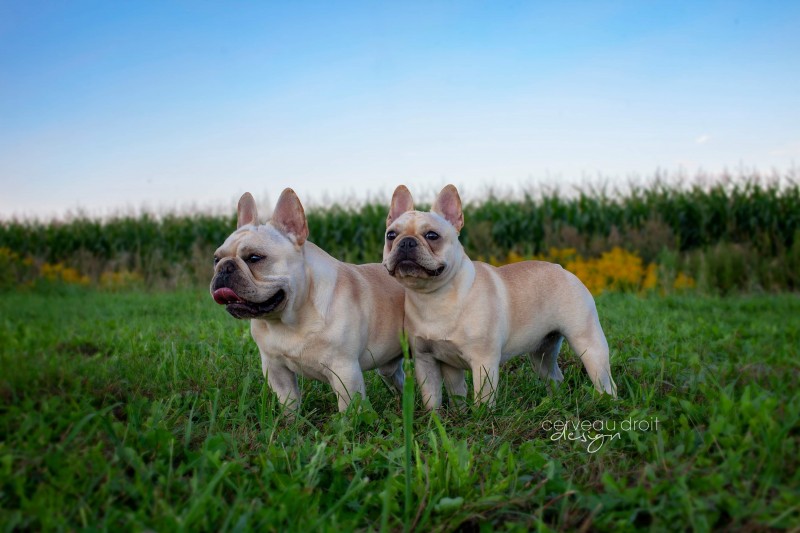 Masino French Bulldogs Breeder