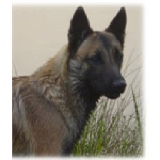 Belgian Shepherd des Anges Gardiens du Bosc Breeder