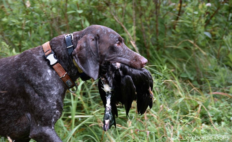 De Lombardie GSP -German Pointer Breeder