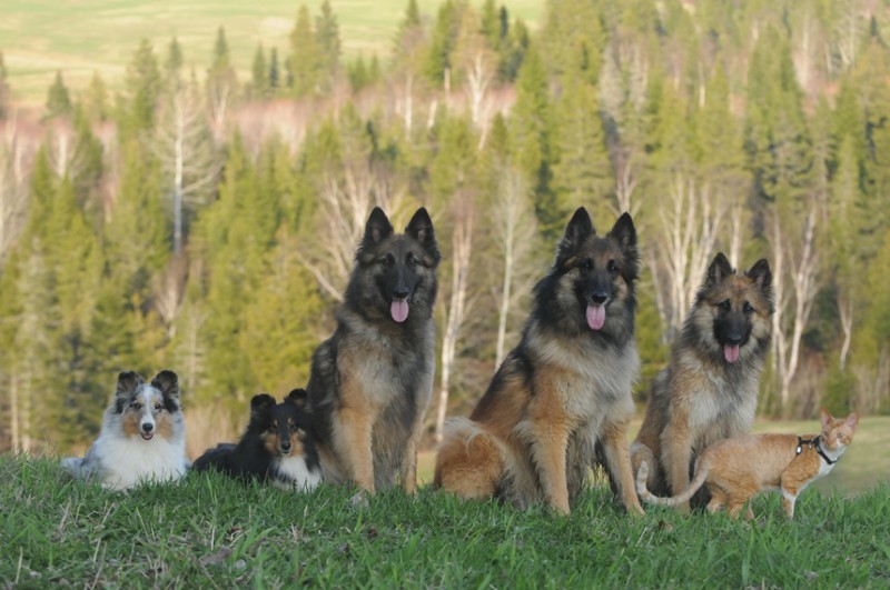 Nicha enr. Belgian Shephers Breeder