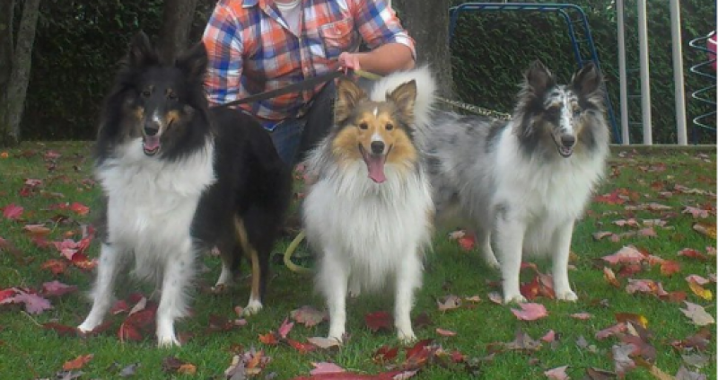 Shetland Sheepdog du Prestige Breeder