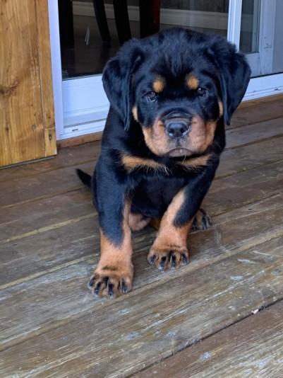 MONSTERA ROTTWEILER Breeder