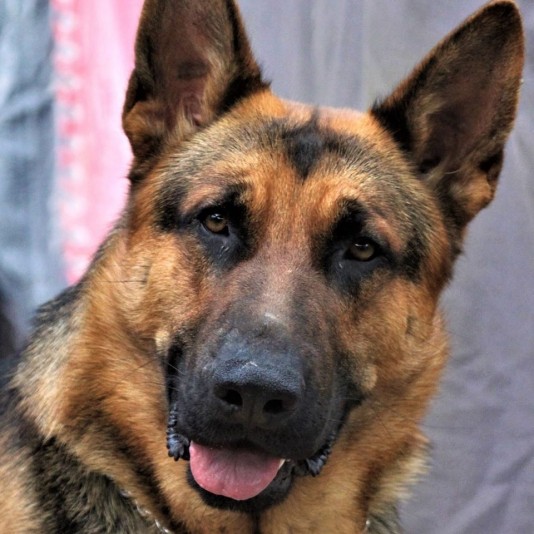 Élevage du Ranch JacMary - German Sheppherd Breeder