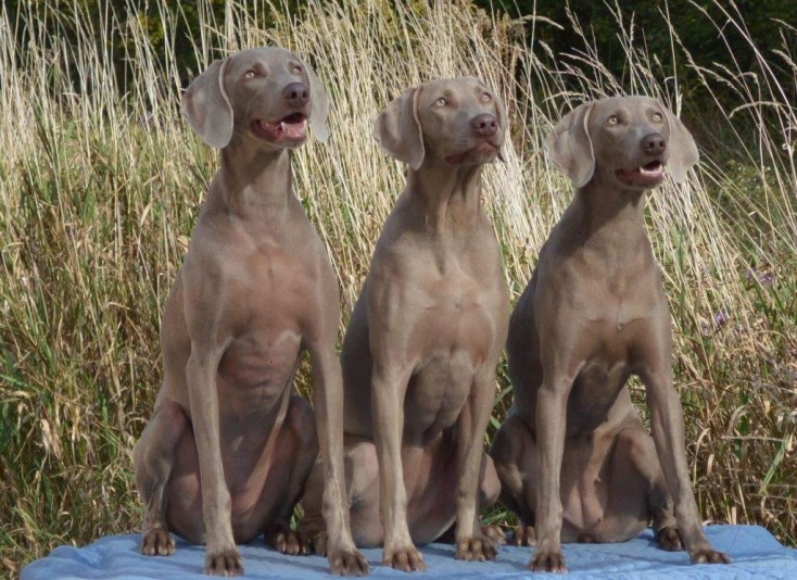 Weimaraner du Ruisseau Breeder