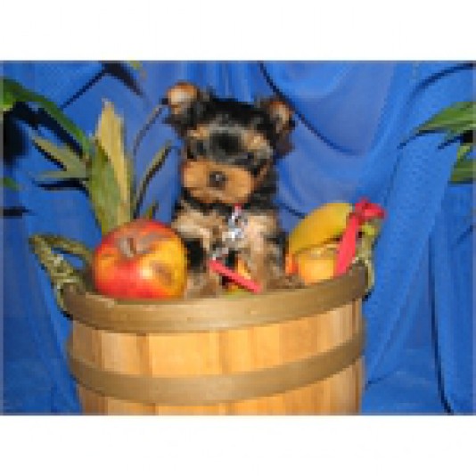 Yorkiestar - Yorkshire Terrier Breeder